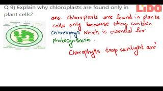 Q 9 Explain why chloroplasts are found only in plant cells...