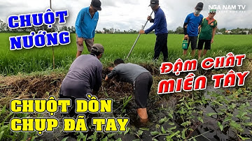 Săn bắt chuột chuột dồn chụp đã tay, chuột nướng, cá nướng lai rai đậm chất miền tây/ NGÃ NĂM TV