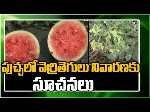 పుచ్చలో వెర్రితెగులు నివారణకు సూచనలు: Watermelon Crop Cultivation Methods | Matti Manishi | 10TV