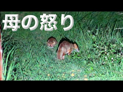 娘を追い回された母狐の怒り