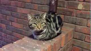 Homeless sweet cat meowing