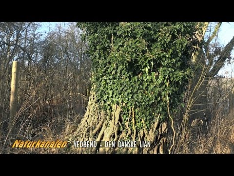 Naturkanalen 28 - Vedbend, den danske lian