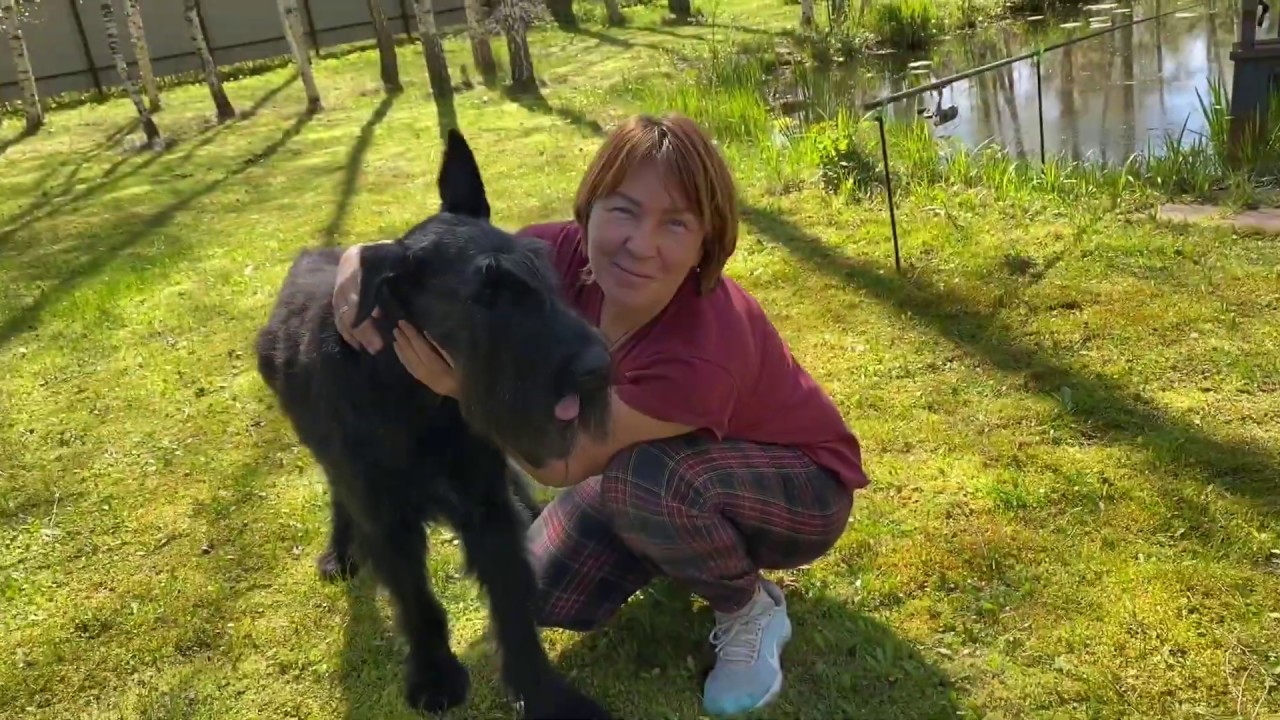 Тримминг ризеншнауцера - YouTube