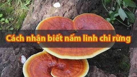 Cách Nhận Biết và Sử Dụng Nấm Linh Chi Rừng một cách An Toàn và Hiệu Quả