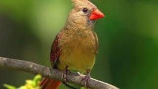 Forest Birds Best zil sesleri - www.telefonzilsesleri.net