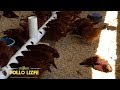 Como hacer un comedero para GALLINAS PONEDORAS