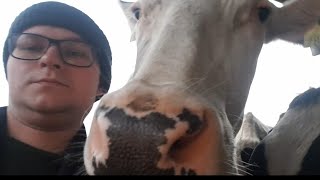 Корови на родинній фермі в Польщі. 70 літрів молока на день це реально? 40 літрів це норма?