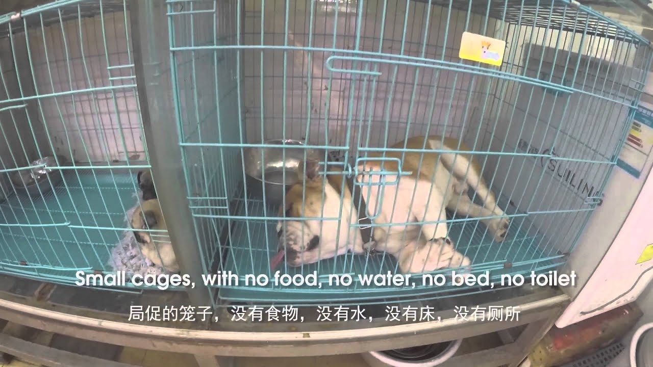 Guangzhou Pet Market China YouTube