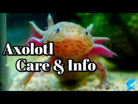 Video: Unique and Easy Pet: The Mexican Walking Fish (The Axolotl)