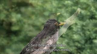 Weöres Sándor – Ha a világ rigó lenne – Esperanto – subtekstoj