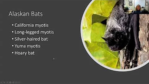 Wildlife Wednesday: Unraveling the Mysteries of Ba...