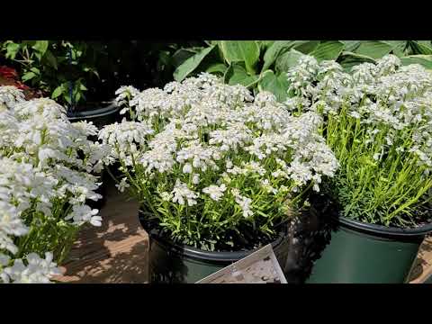 Iberis &rsquo;Snowsation&rsquo; (Candytuft) // SWEET, Early (and EASY), Low Growing Carpets of Perennial COLOR
