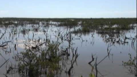 2011 International Year of Forests: Message from IUCN