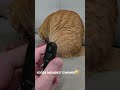 Когда мешают съемке. #memories #phone #nostalgia #ретро #плеер #котики
