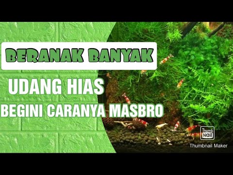 Video: Apakah udang kristal akan berkembang biak dengan udang ceri?