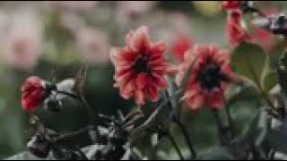 Rodríguez Peña, Junín, Mendoza.