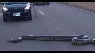 AWASS!!! Jangan Lanjutkan Perjalanan Jika Ada Ular Nyebrang Jalan | Mitos Kucing Nyebrang Jalan