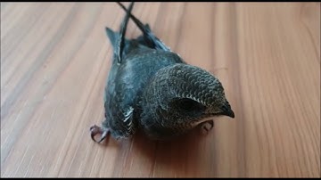 Hand feeding a swift