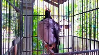 Pancingan jalak suren!! Isian kenari dan burung lain