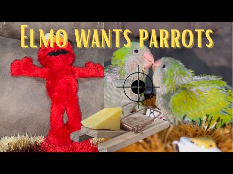 Quaker parrots captured by Elmo