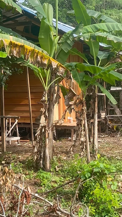 SUARA BURUNG HANTU DARI RUMAH KEBUN SAAT MALAM PASTI SERAM‼️😱😱
