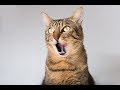 Grappige katten filmpjes - Funny Cats (Dutch)
