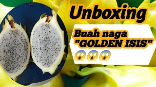 Bongkar rasa buah naga golden isis!!! Bikin penasaran 😱😱😱