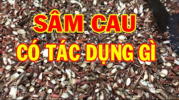 Sâm cau khô - Tác dụng của sâm cau đỏ - Giới thiệu các vị bổ mạnh