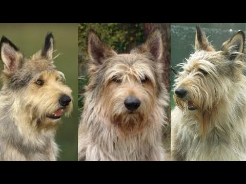 Βίντεο: Biewer Terrier