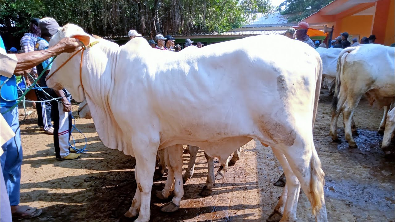 SAPI PO JANTAN BAKALAN HARGA OLENG Pasar Sapi Tuban Jawa Timur - YouTube