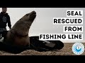 Seal rescued from fishing line