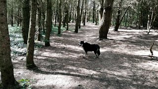 Can Border Collies be used in police work? by Border Collie USA 3 views 1 month ago 3 minutes, 51 seconds