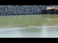 【日記】2026年3月10日福岡城のお堀で潜水する鳥 #今日の福岡