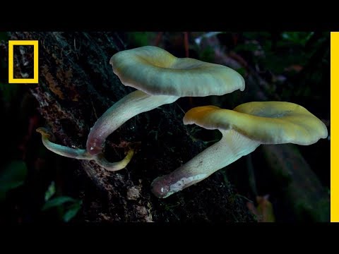 The Weird Beauty of Fungi | Hostile Planet - The Weird Beauty of Fungi | Hostile Planet