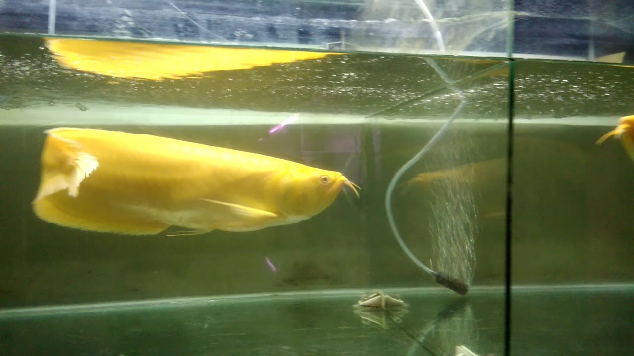 Arowana silver albino mata merah YouTube