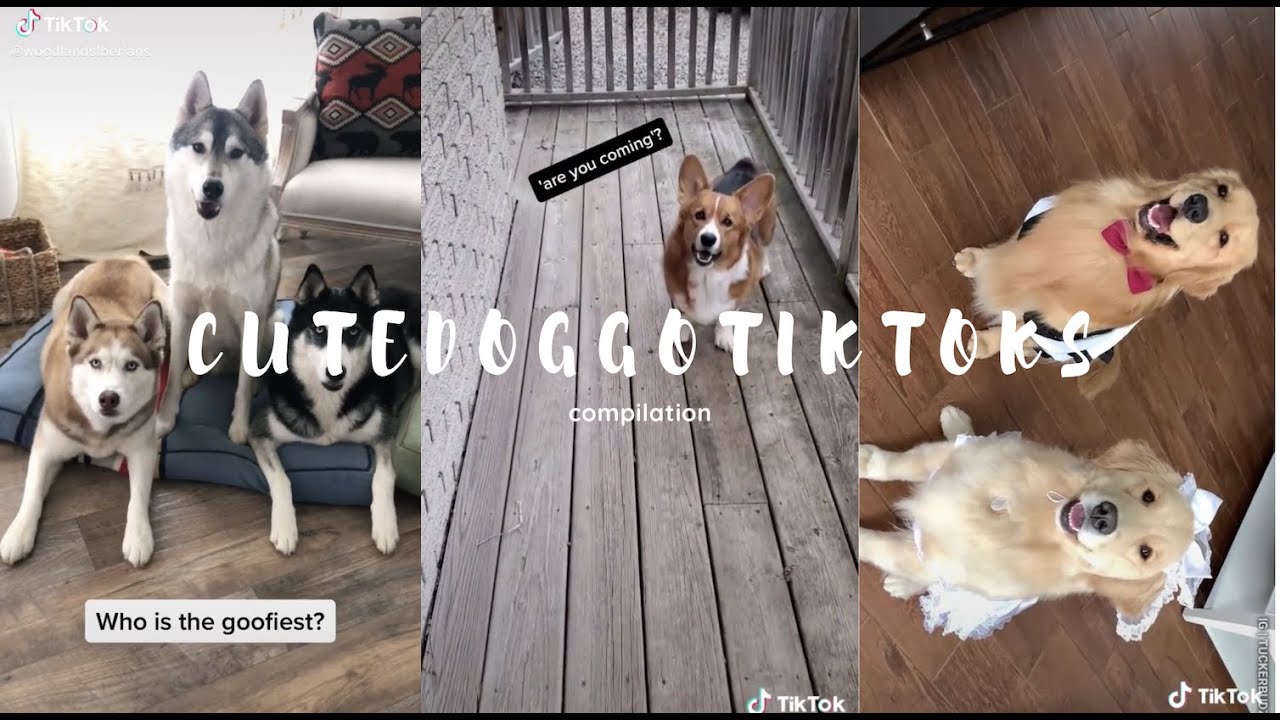 CUTE DOGGO tiktok compilations!! 
