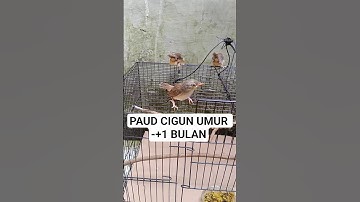 CIGUN PAUD UMUR -+ 1 BULAN (CIBLEK GUNUNG)#shorts #shortvideo  #burungkicau  #short #ciblek