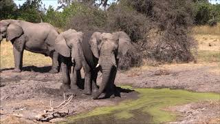 Delta de l&#39;Okavango (Khwaï) - Botswana 2018