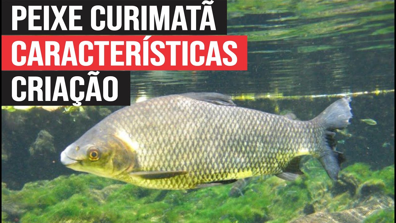 Curiosidades sobre a Curimatã, Criação, Características e Comercialização