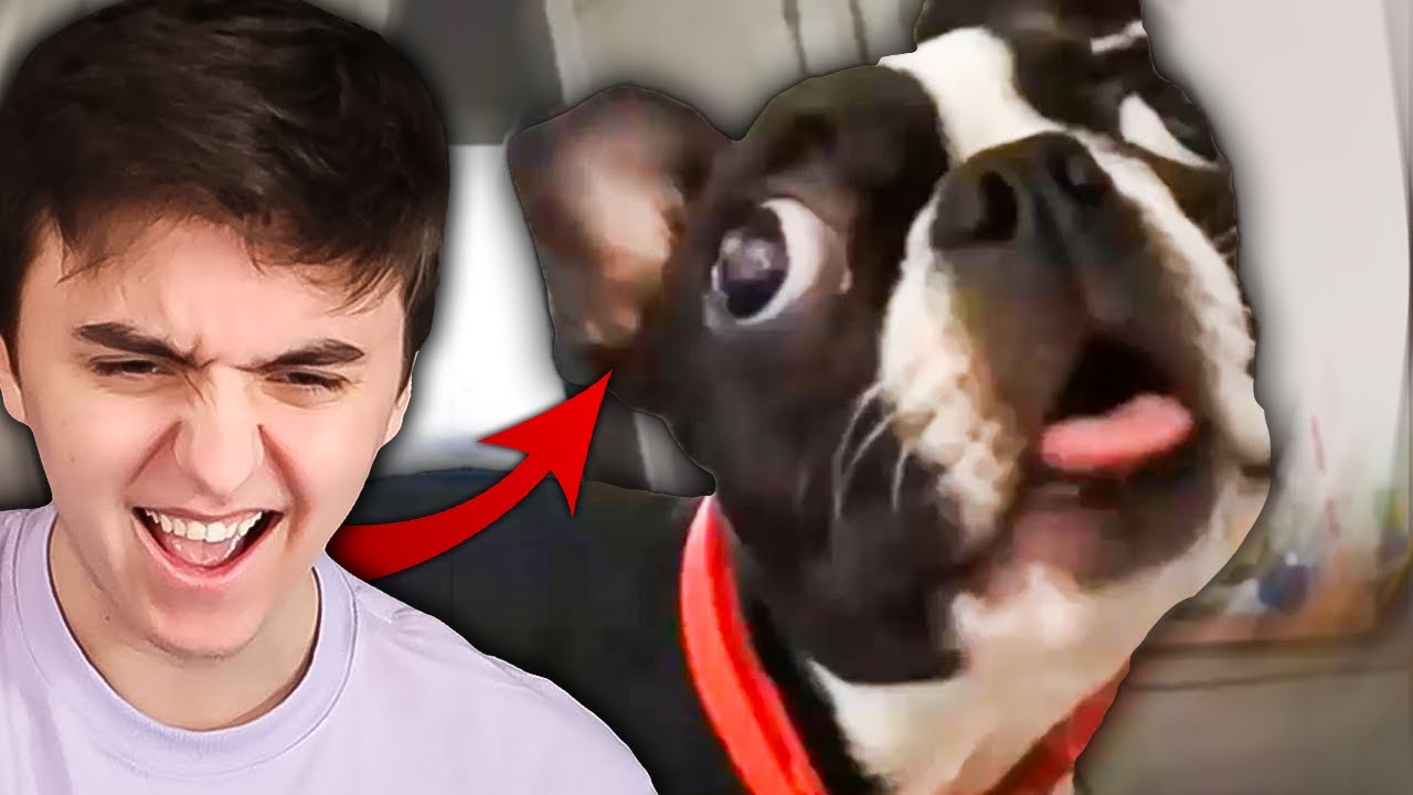 Nejvtipnější Zvířata na Internetu, které Musíte Vidět!