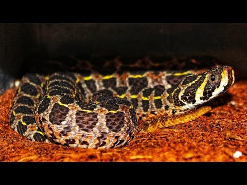 Video (Rare) Extremely Venomous African Viper. - youtube
