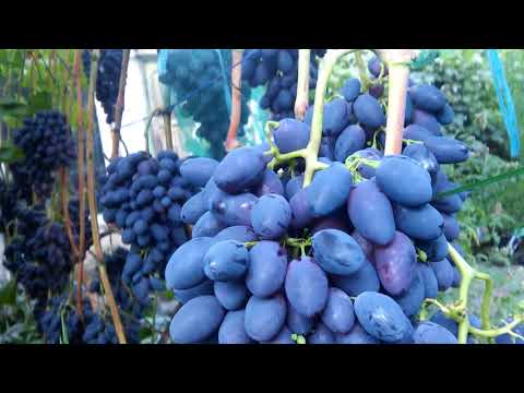 Виноград Кодрянка...2018г