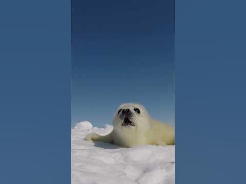 A two-day-old harp seal, called a yellow coat, cries for its mother in