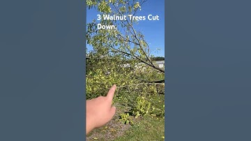 CUTTING DOWN WALNUT TREES. /KEEP UP/ Odetari #music #trees #shorts #chainsaws