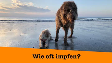 Wie wird ein Hund geimpft?