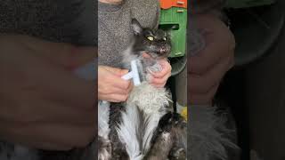 How I reduced my cat's shedding by 90% in 2 weeks