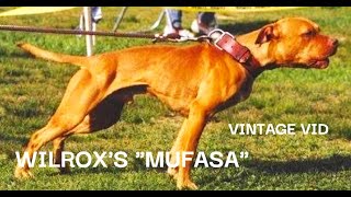 WILROX'S MUFASA - OFRN (vintage vid)