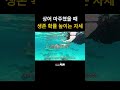 상어 마주쳤을 때 생존 확률 높이는 자세