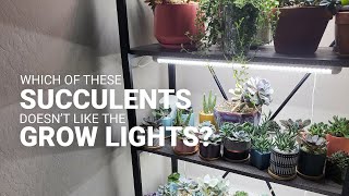 How to ensure your grow lights help your succulents