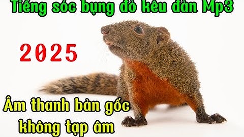 Tiếng sóc bụng đỏ gọi bản tình , Âm thanh chuẩn không tạp âm 2025